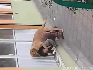 Flagra de empregada dando pro cachorro