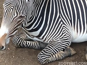 Amador safado adora filmar zebras pois é viciado em zoo