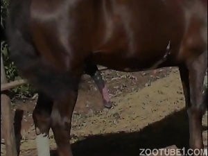 Morena chupando cavalo e tomando leitada na boca