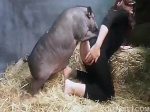 Mulher transando com porco no curral