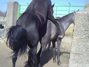 Cavalo negro indomavel fodendo égua domesticada