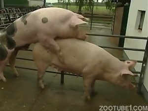 Sexo entre animais de zoofilia com porcos