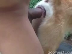 Animal sexe tube