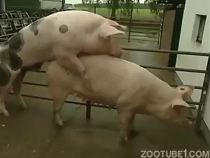 Animalsexporn