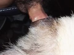 Dog knot in man ass