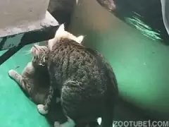 gato comendo gata