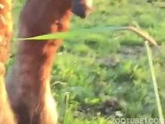 Horse cock compilation