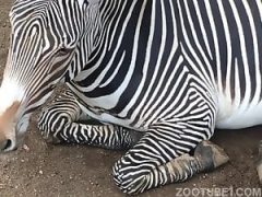 zebra fazendo xexo