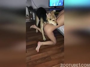 Zoofilia xvideos