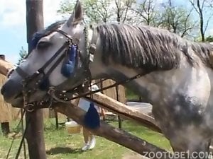 cavalo égua fazendo sexo